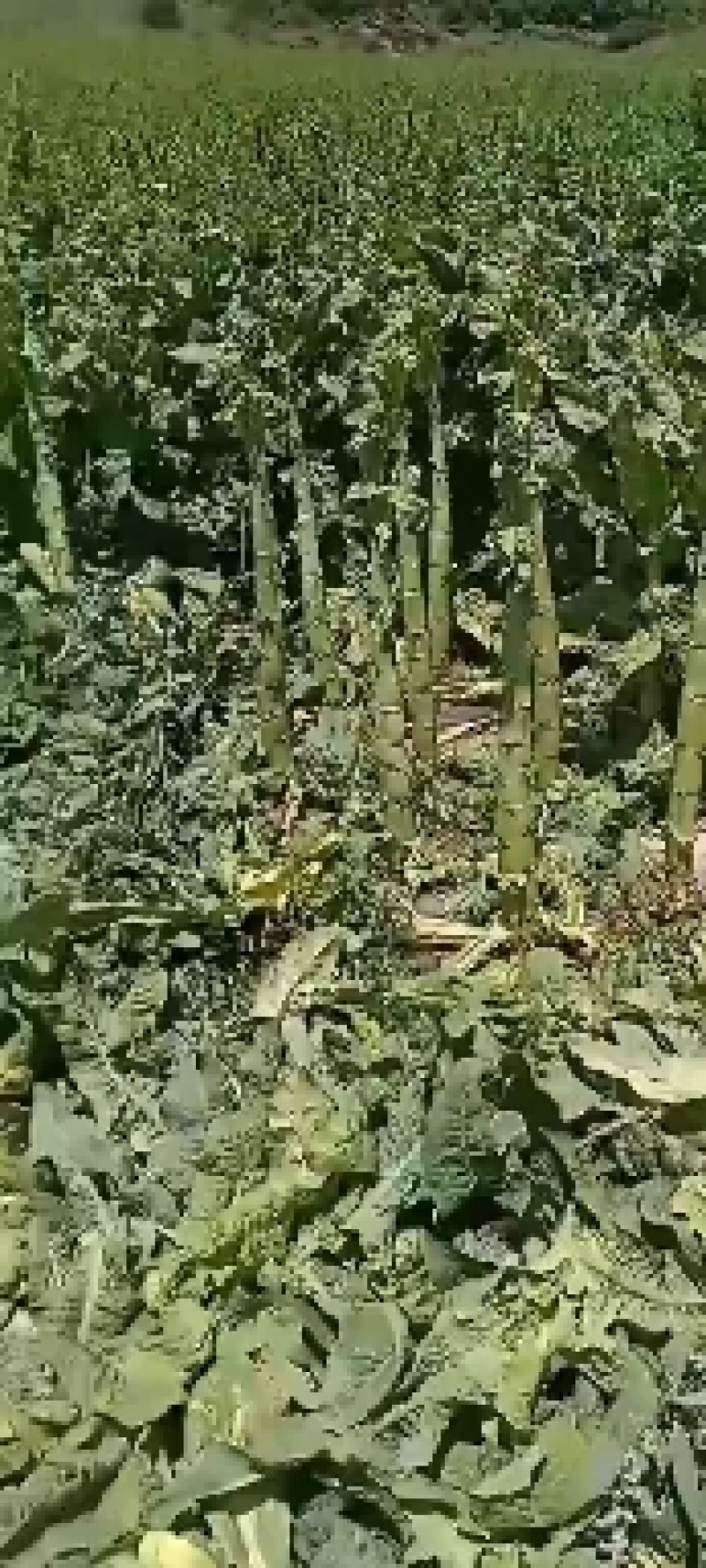 阿坝三青莴笋基地直发优质翡翠三青杆子量大从优