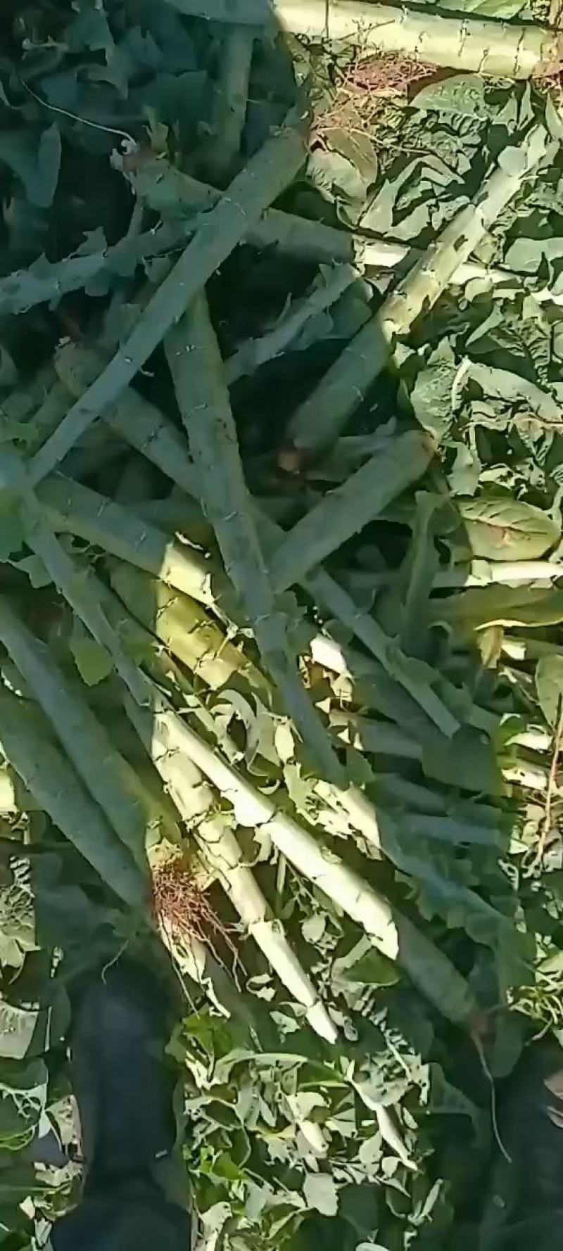 阿坝三青莴笋基地直发优质翡翠三青杆子量大从优