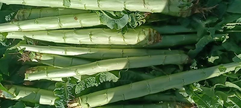 阿坝三青莴笋基地直发优质翡翠三青杆子量大从优