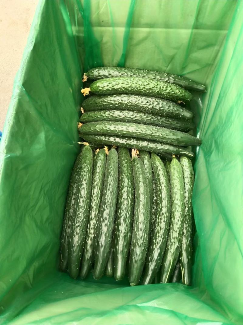 大量大量大量黄瓜上市中，欢迎新老客户来电咨询