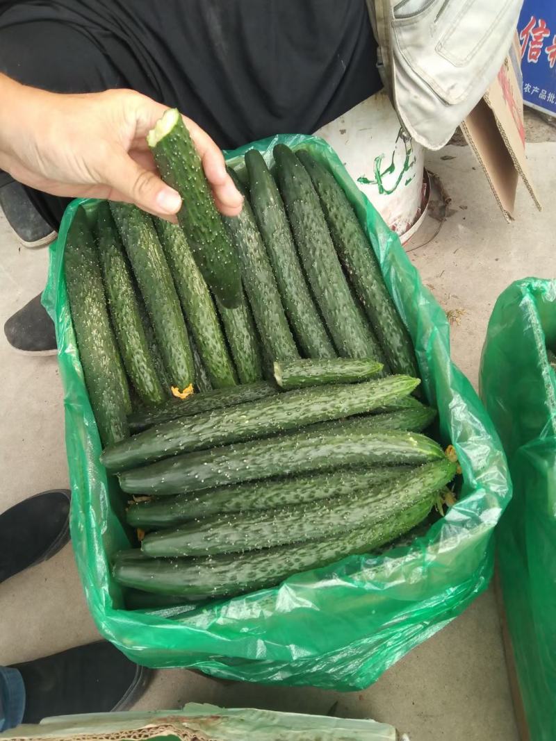 大量大量大量黄瓜上市中，欢迎新老客户来电咨询