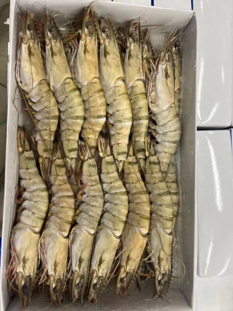 生冻黑虎虾件10盒黑虎虾大量现货全规格现货