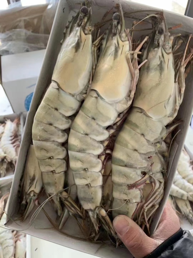 生冻黑虎虾件10盒黑虎虾大量现货全规格现货