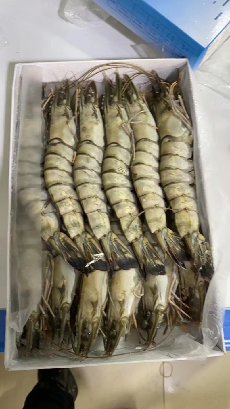 生冻黑虎虾件10盒黑虎虾大量现货全规格现货