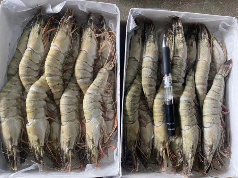 生冻黑虎虾件10盒黑虎虾大量现货全规格现货