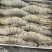 生冻黑虎虾件10盒黑虎虾大量现货全规格现货