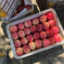 山东美八苹果红露苹果大量上市了，货源充足，价格不高，