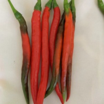 3号线椒红椒