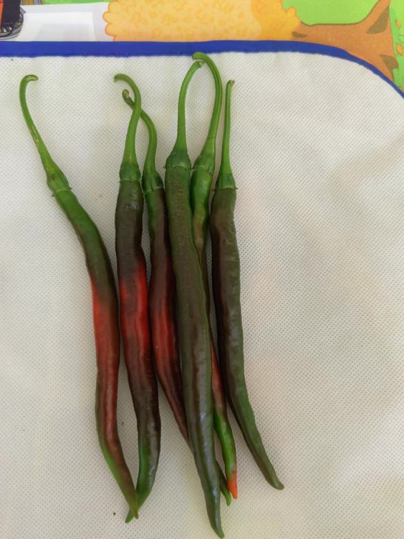 3号线椒红椒