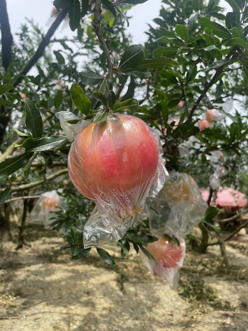 蒙自甜石榴，货源充足稳定，味道正宗美味，原产地直发