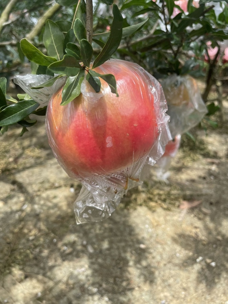 蒙自甜石榴，货源充足稳定，味道正宗美味，原产地直发
