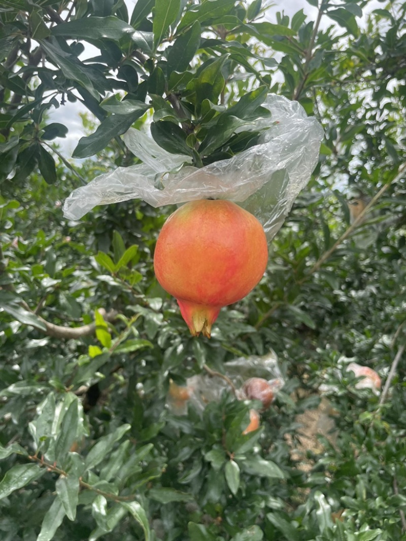 蒙自甜石榴，货源充足稳定，味道正宗美味，原产地直发