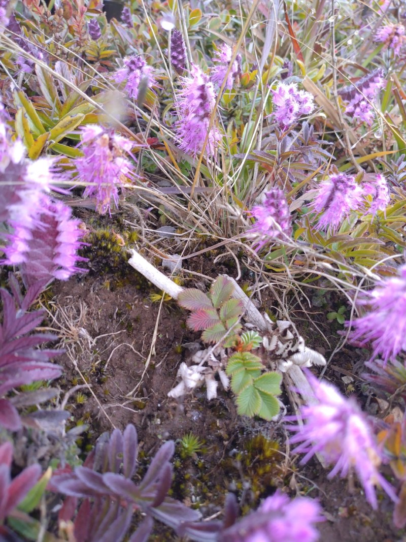 野生山茶干货