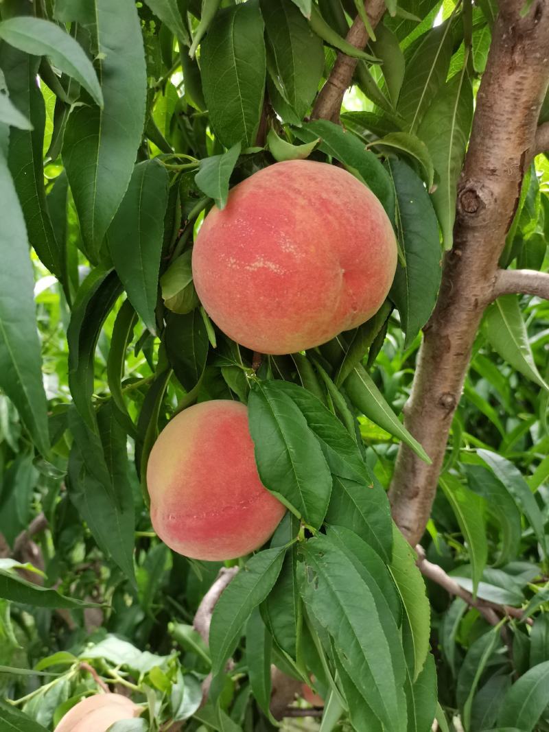 超越桃，秦王毛桃个大口感好