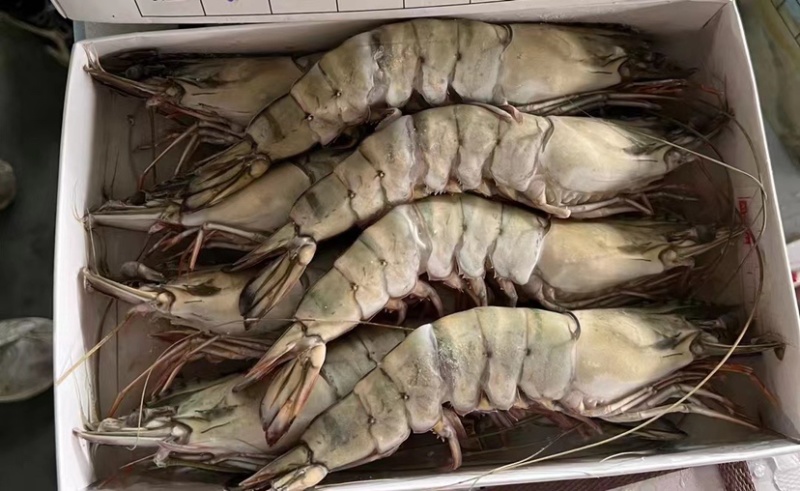 生冻黑虎虾件10盒黑虎虾大量现货全规格现货