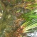 湖南湘西永顺县鲜货石昌蒲