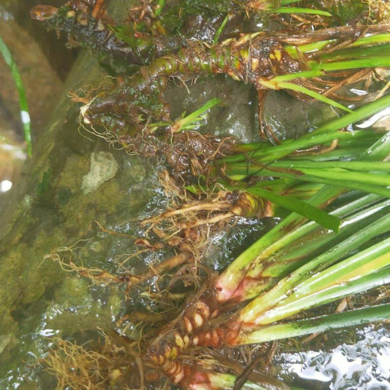 湖南湘西永顺县鲜货石昌蒲