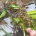 湖南湘西永顺县鲜货石昌蒲