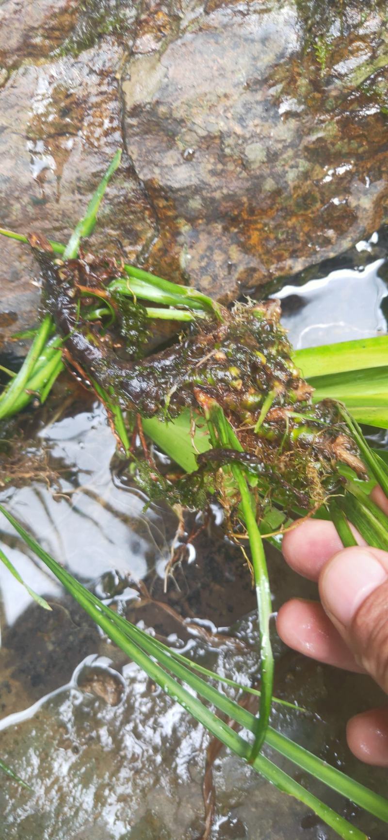湖南湘西永顺县鲜货石昌蒲