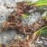 湖南湘西永顺县鲜货石昌蒲