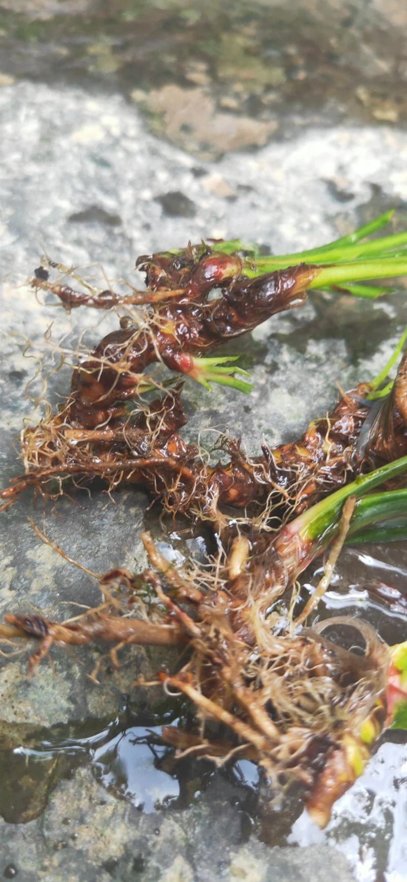 湖南湘西永顺县鲜货石昌蒲