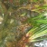 湖南湘西永顺县鲜货石昌蒲