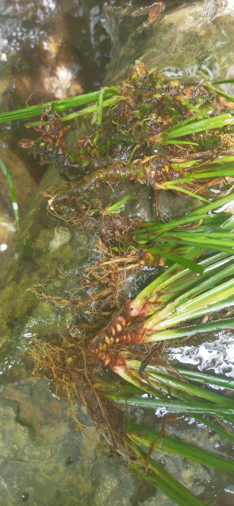 湖南湘西永顺县鲜货石昌蒲