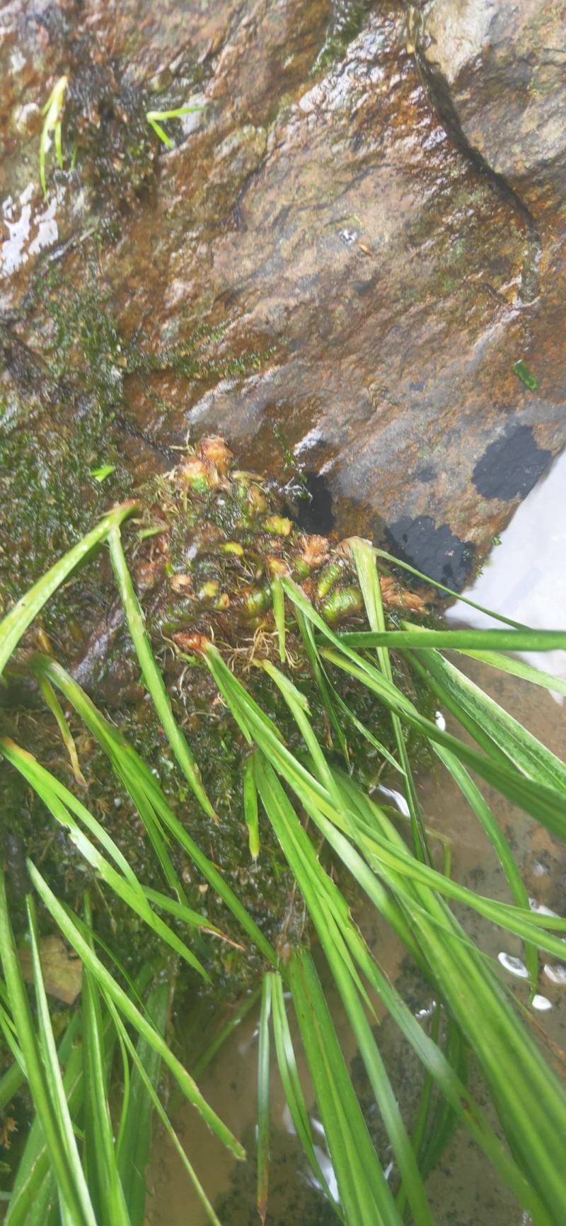 湖南湘西永顺县鲜货石昌蒲