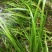 湖南湘西永顺县鲜货石昌蒲