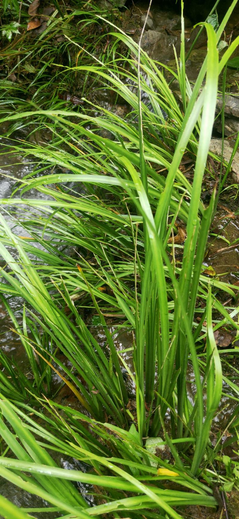 湖南湘西永顺县鲜货石昌蒲