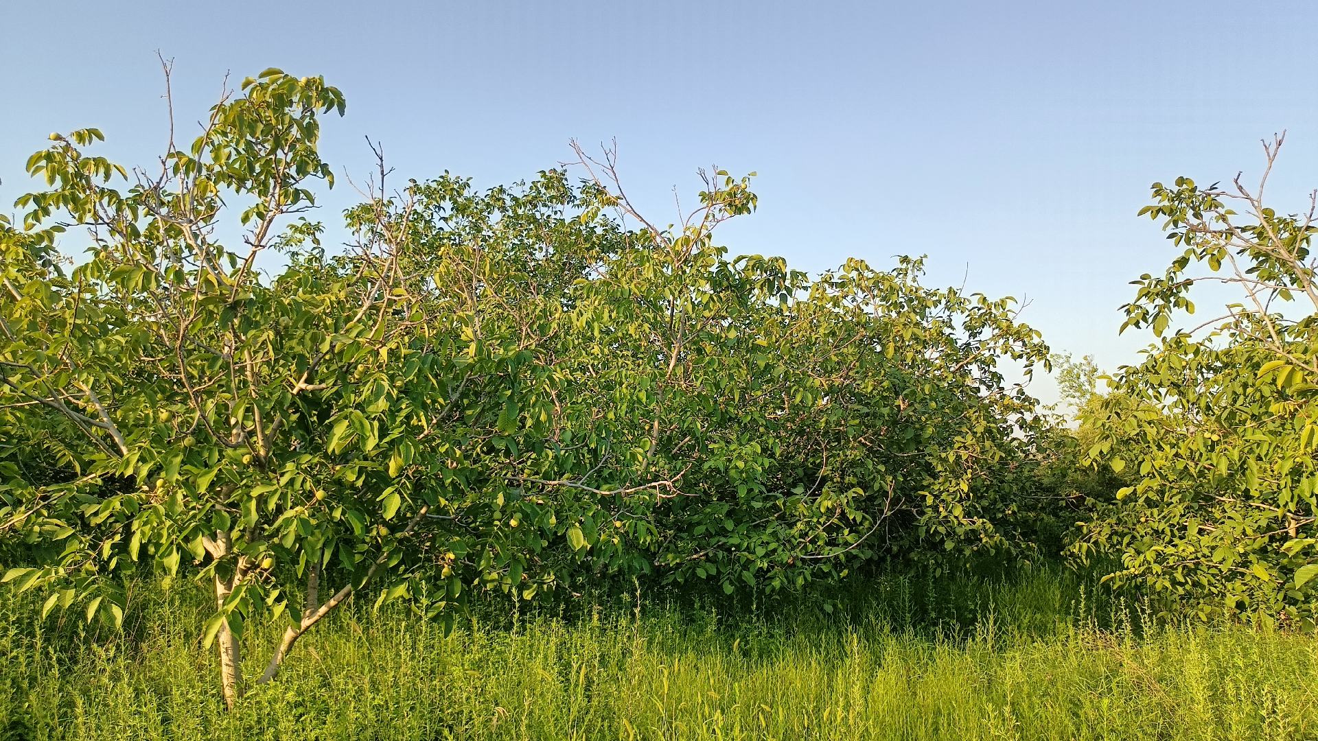 青皮三棱核桃种植基地