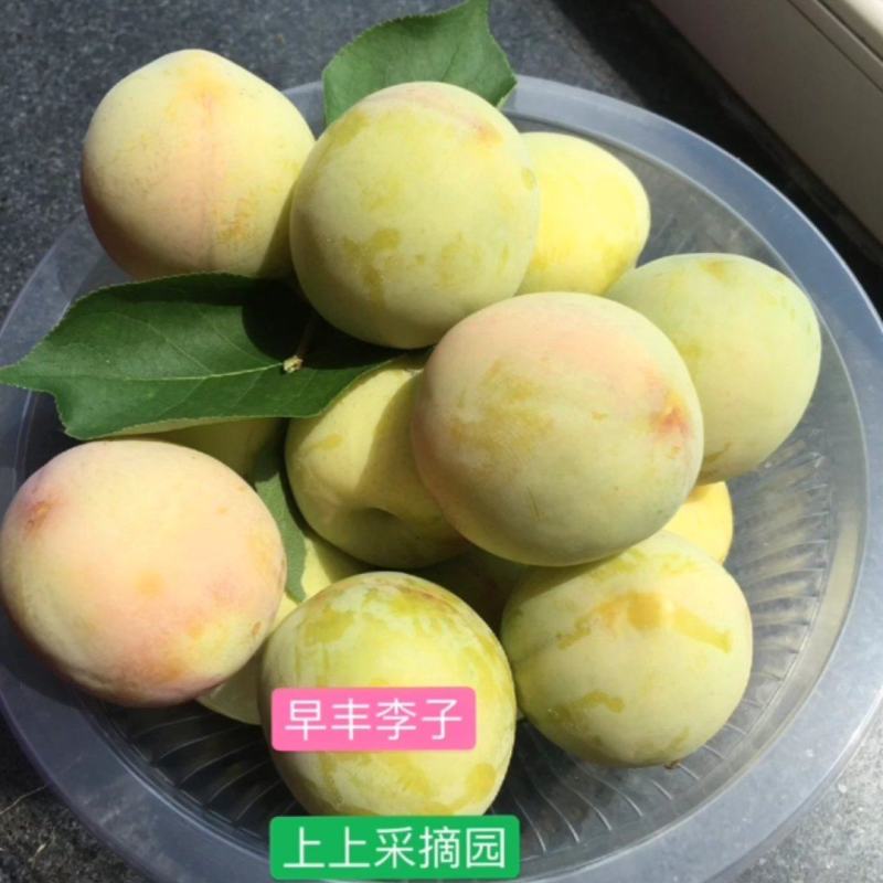 极早丰李子