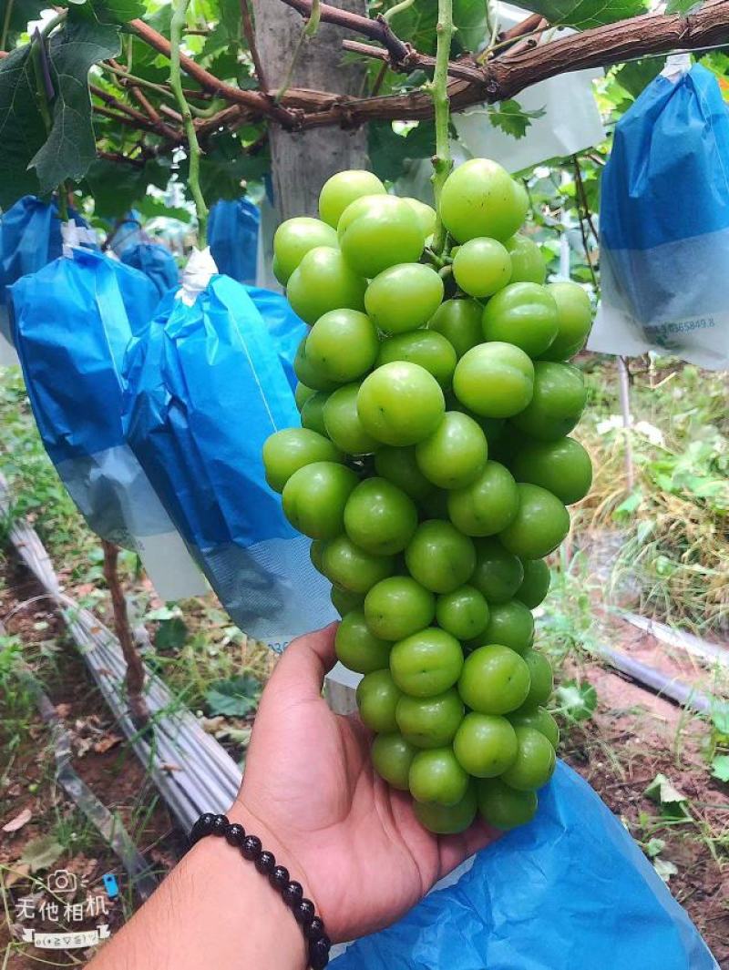 【热销】新鲜头茬阳光玫瑰葡萄，基地直供货源充足，诚信代办