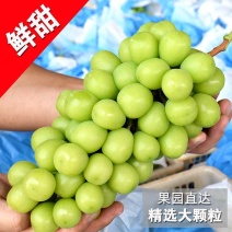 【热销】新鲜头茬阳光玫瑰葡萄，基地直供货源充足，诚信代办