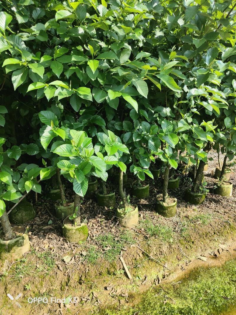水冬瓜10袋苗。欢迎咨询选购实地考察
