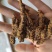 黄连，选黄连，鸡爪黄连，一手货源大货批发。