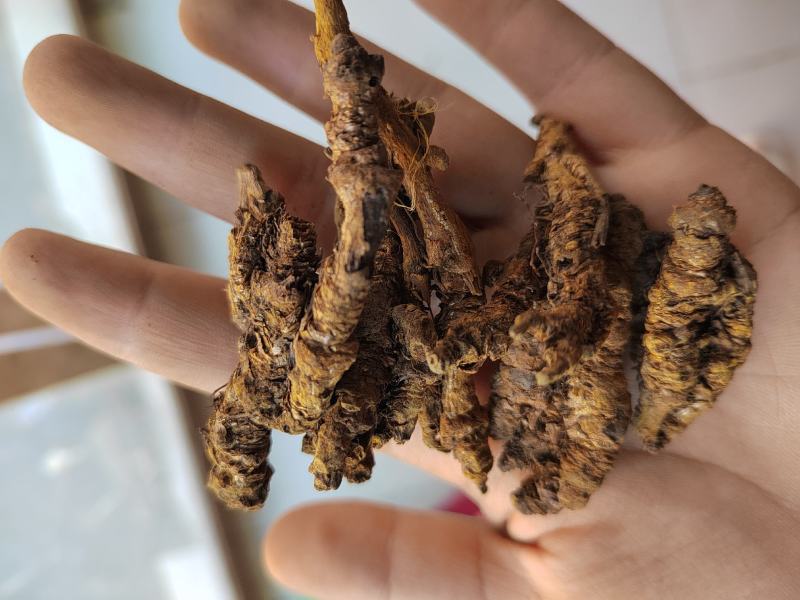 黄连，选黄连，鸡爪黄连，一手货源大货批发。