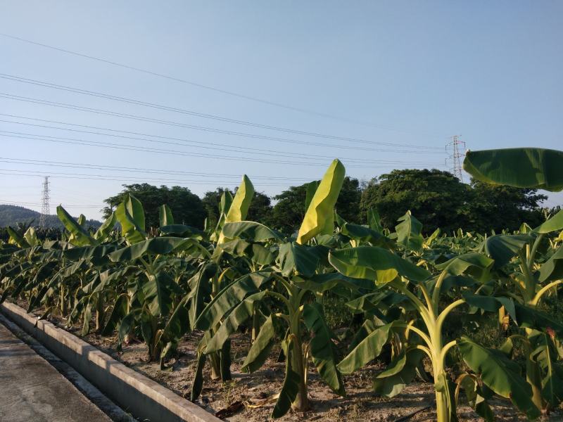 有机无公害绿色健康食品水果香蕉