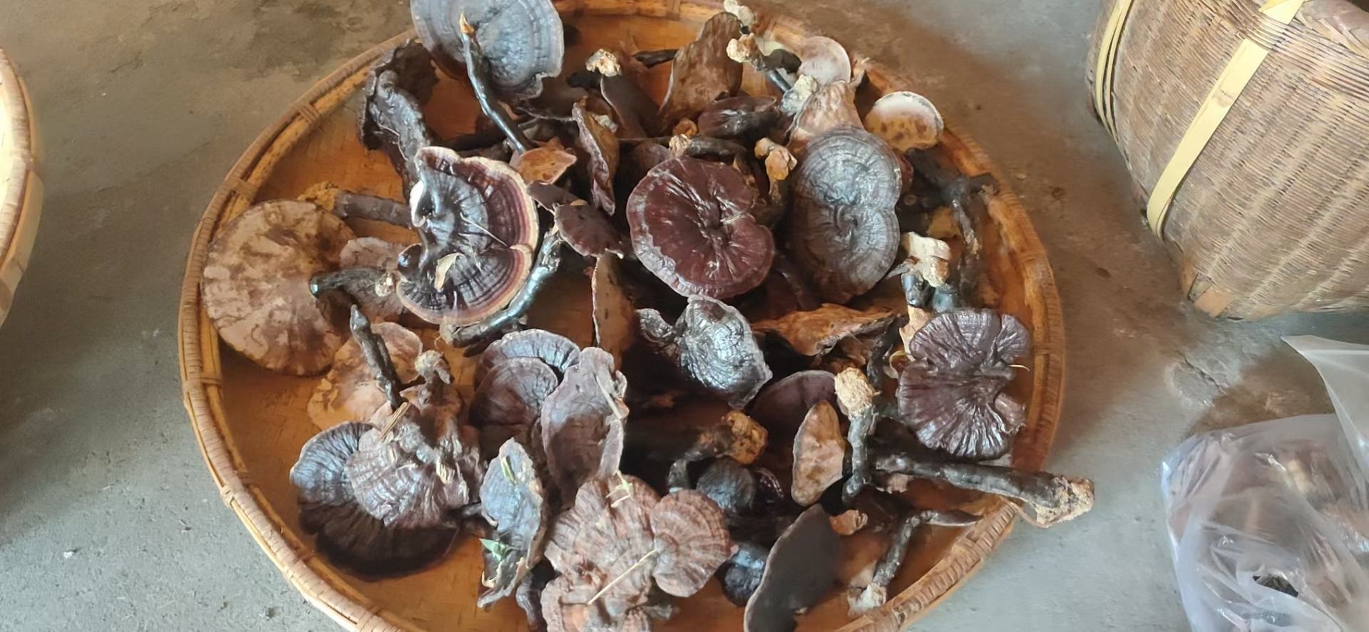 新鲜干燥的黑灵芝原料,摆放在竹篮中,背景为农家厨房环境 黑灵芝原材料展示