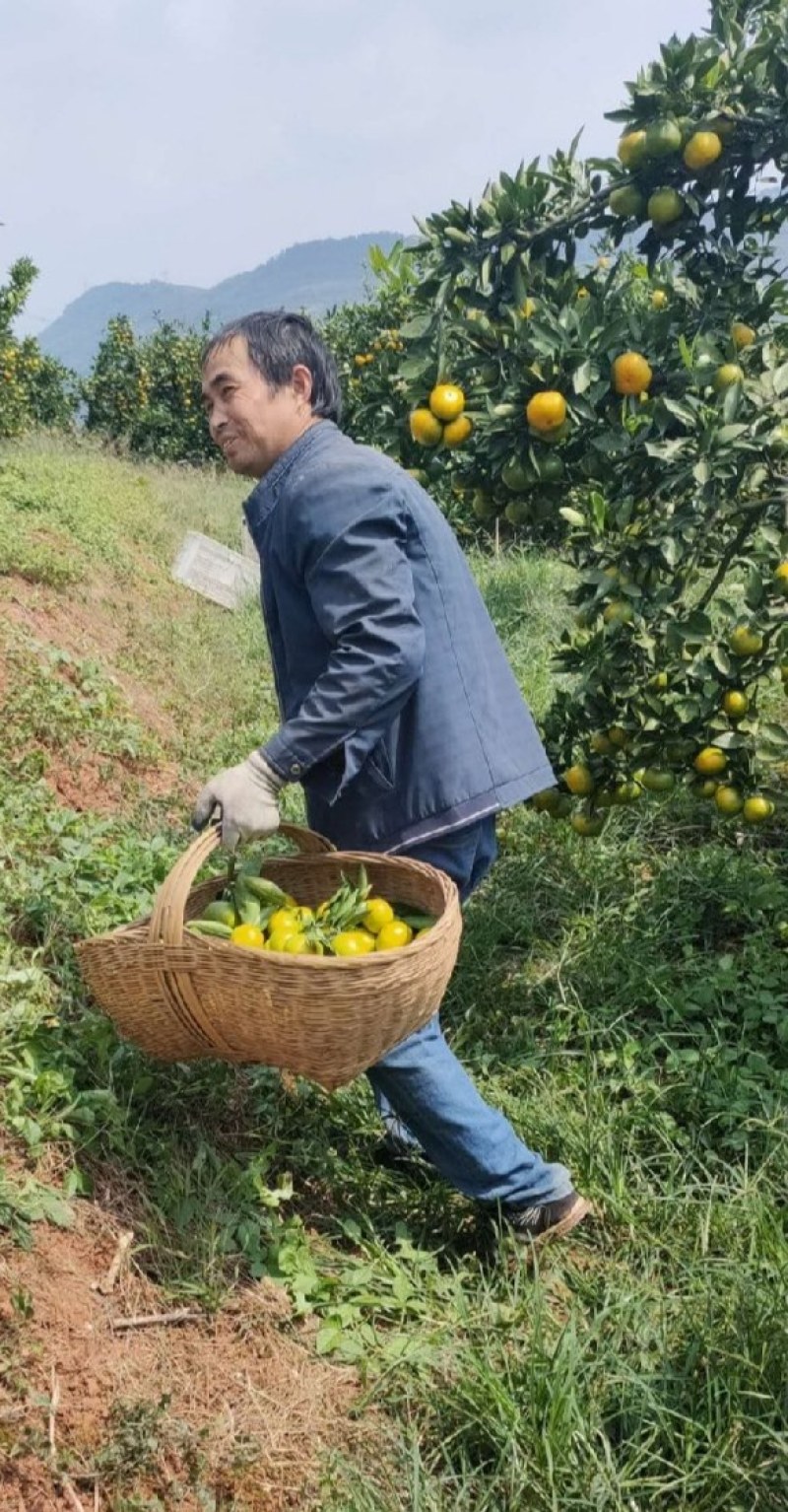 【蜜桔】特早蜜橘大量供应中酸甜可口坏烂包赔