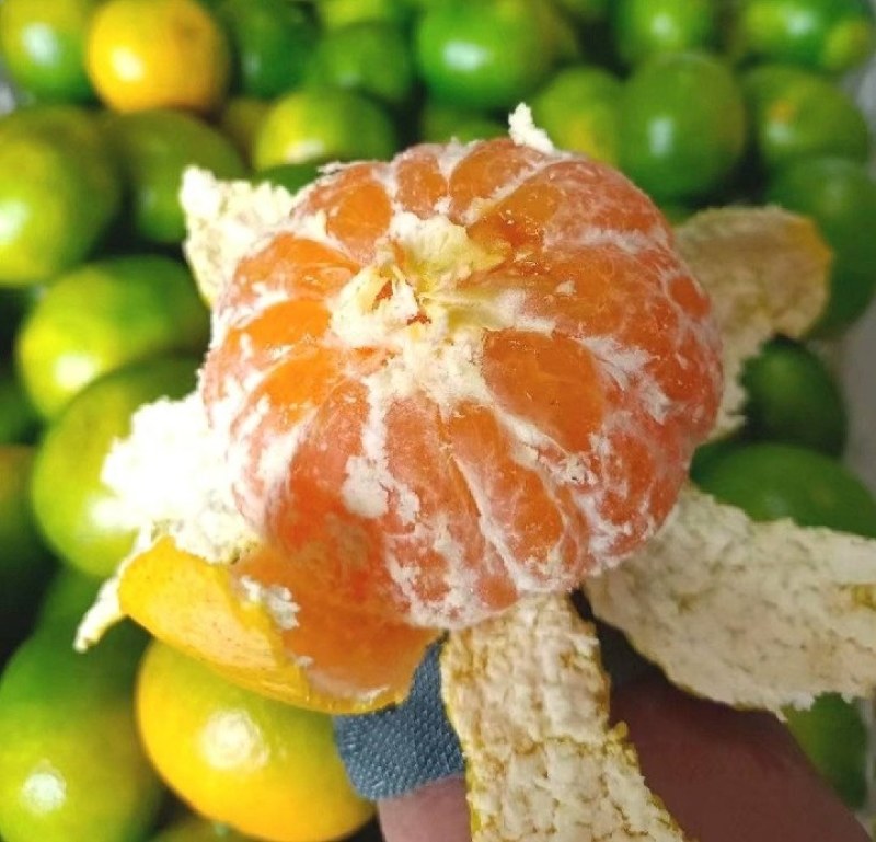 【蜜桔】特早蜜橘大量供应中酸甜可口坏烂包赔