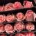 卡罗拉红玫瑰鲜切花红玫瑰8块一把品种齐全全国发货
