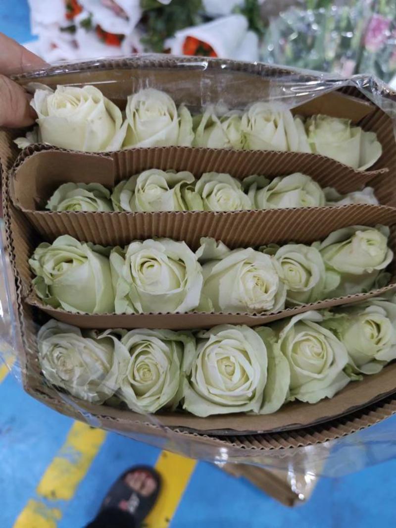 卡罗拉红玫瑰鲜切花红玫瑰8块一把品种齐全全国发货
