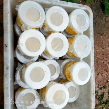黑水虻虫卵出售