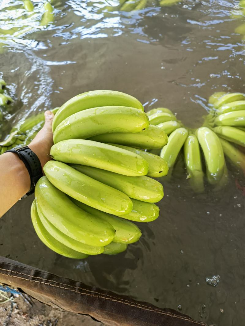 广西香蕉