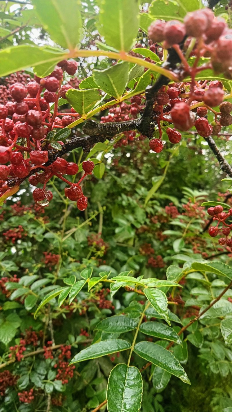 云南丽江小米椒鲜