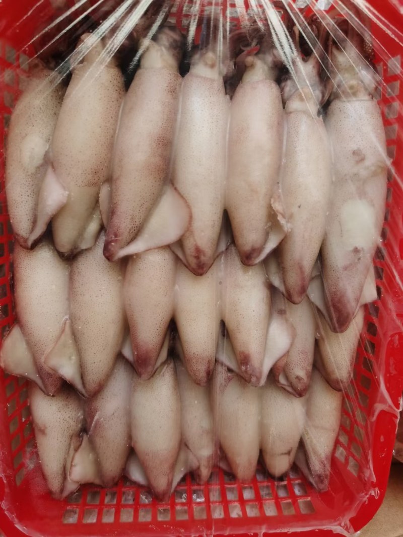 膏鱿，子乌，熟冻产品，膏鱿，子乌，熟冻产品