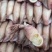 膏鱿，子乌，熟冻产品，膏鱿，子乌，熟冻产品