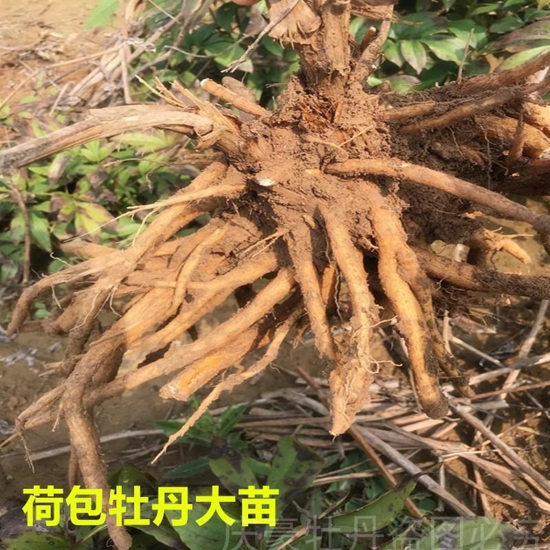 荷包牡丹草本植物，养护容易，开花率高，稀有物种好成活