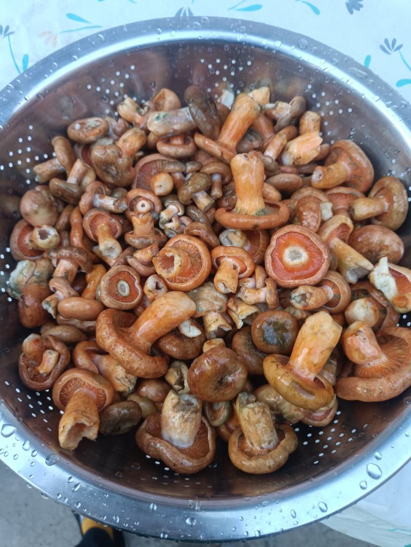 松树菌